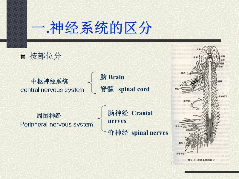 最新Ａ神经解剖学总论课件-PPT文档.ppt_第1页