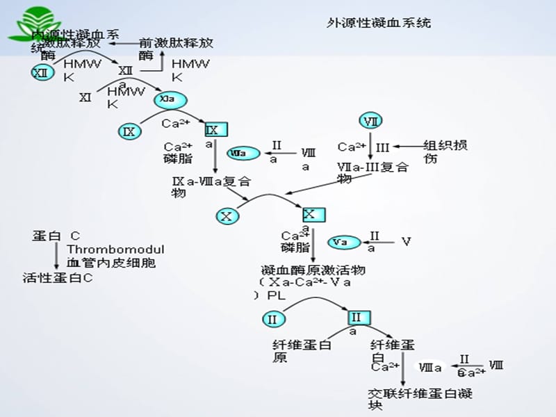 最新药理学课件--血液呼吸系统-PPT文档.ppt_第2页