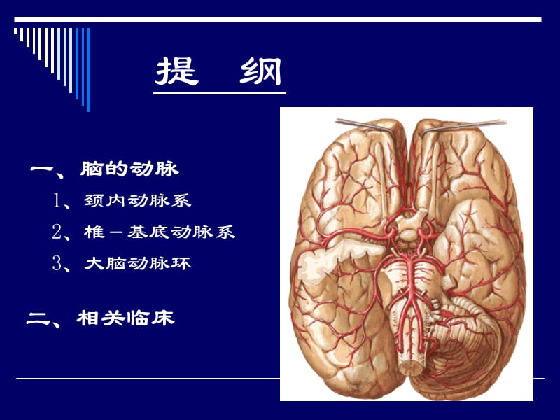 最新：脑动脉的解剖-文档资料.ppt_第1页