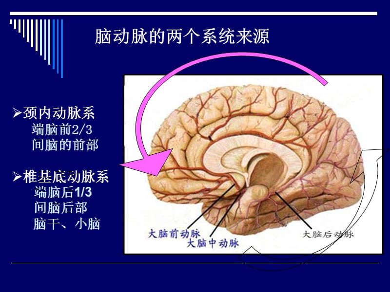 最新：脑动脉的解剖-文档资料.ppt_第2页