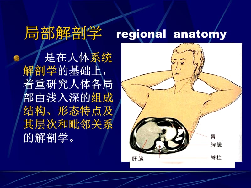 最新断面解剖学绪论-PPT文档.ppt_第1页