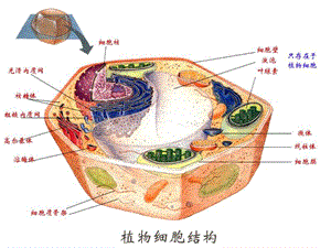 最新第三章：酶工程动植物细胞培养产酶-PPT文档.ppt