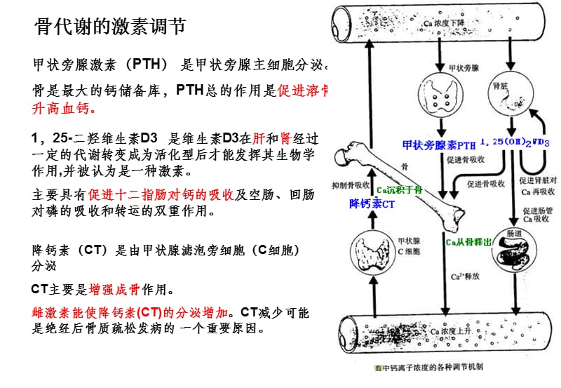 最新骨标志物临床应用-PPT文档.ppt_第1页