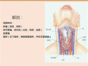 最新：颈部疾病教学PPT-文档资料.ppt