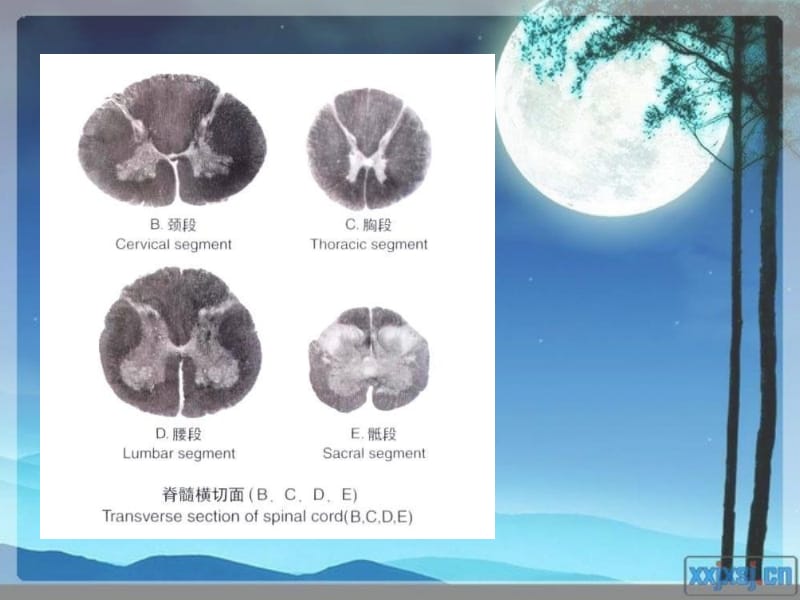 最新第九章中枢神经系统脊髓与脑的概述--解剖学lq-PPT文档.ppt_第3页