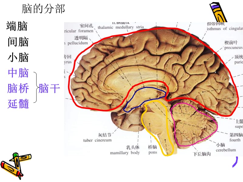 最新：脑干外形和内部结构-文档资料.ppt_第1页