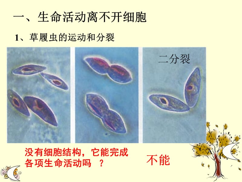 1.1从生物圈到细胞-文档资料.ppt_第2页