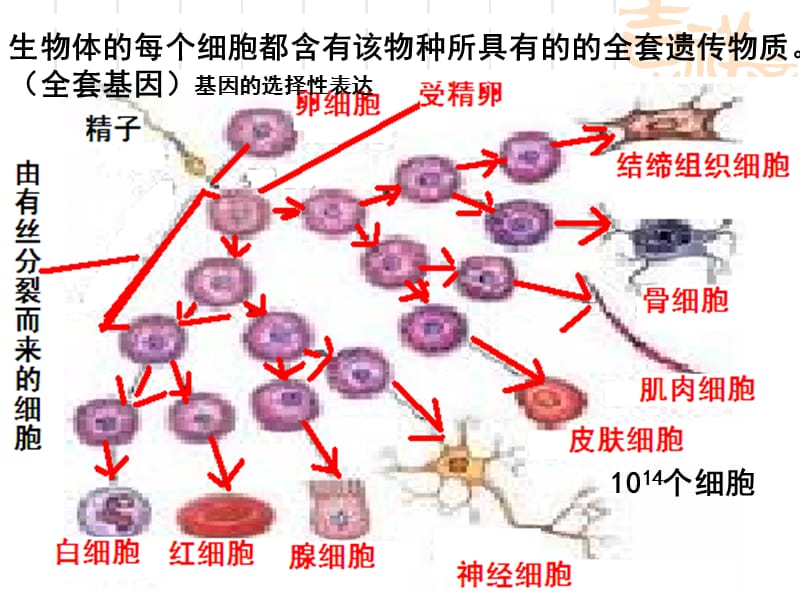 最新细胞分化衰老凋亡和癌变高三一轮复习-PPT文档.ppt_第3页