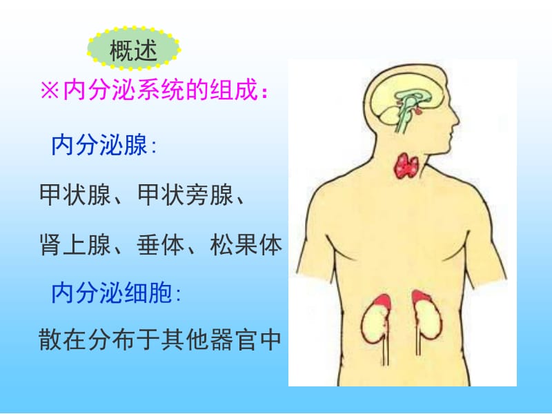 最新组织学与胚胎学 内分泌系统-PPT文档.ppt_第2页