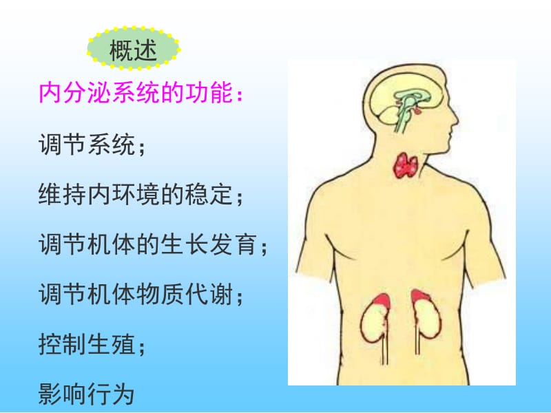 最新组织学与胚胎学 内分泌系统-PPT文档.ppt_第3页