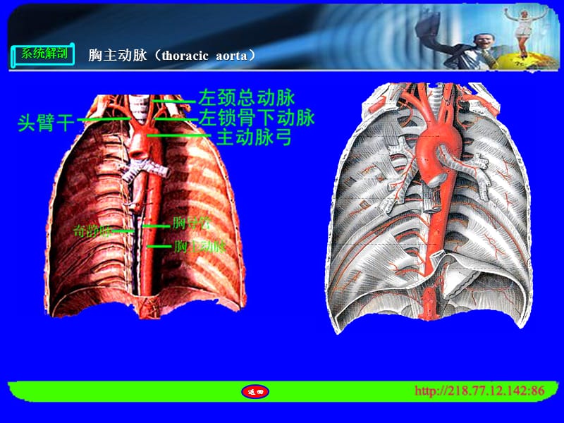 最新人体解剖胸、腹、盆腔、下肢的动脉-PPT文档.ppt_第3页