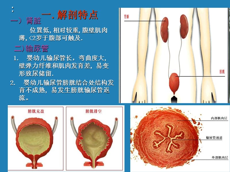 最新泌尿系统疾病总论-PPT文档.ppt_第1页