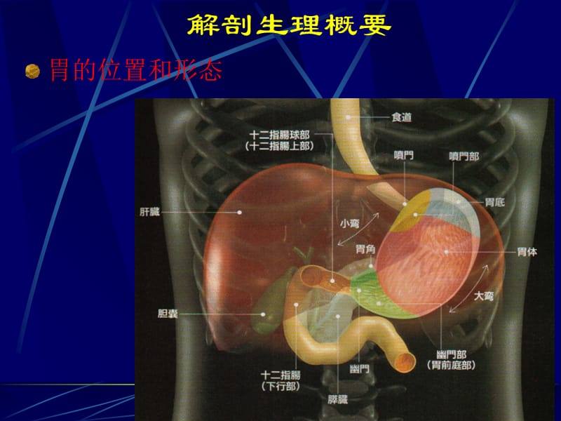 最新胃十二指肠疾病9-PPT文档.ppt_第2页