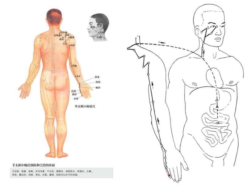 经络穴位及人体经络循行动画演示2.ppt_第2页