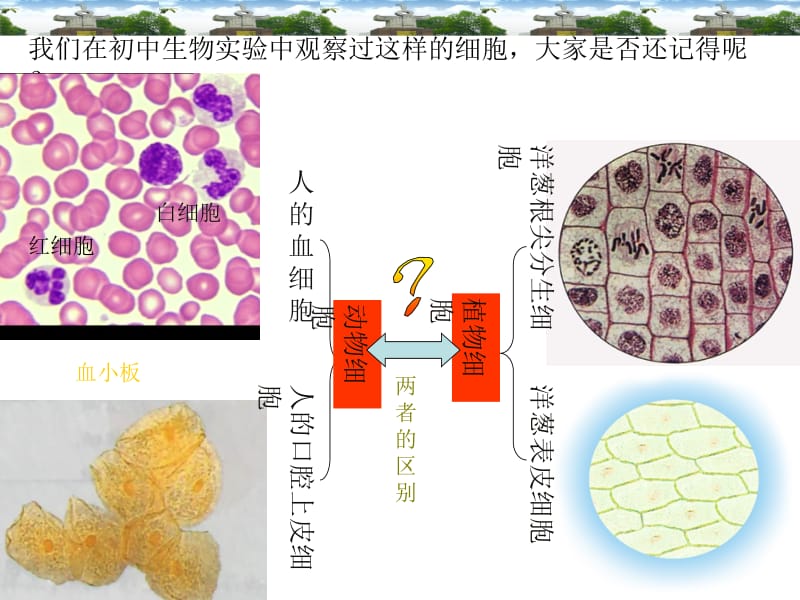 细胞的多样性和统一性001.ppt_第2页