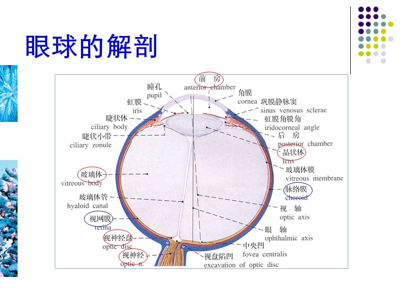 眼部疾病的超声诊断.ppt_第2页