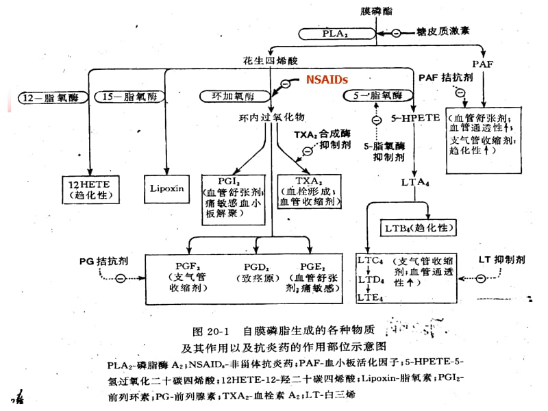 18章_解热镇痛抗炎药-精选文档.ppt_第3页