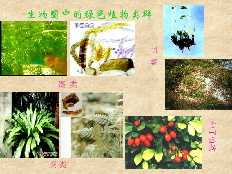 第一节_藻类_苔藓和蕨类植物课件 (2).ppt_第2页