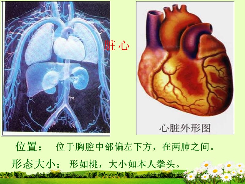 第三节输送血液的泵-心脏.ppt_第2页