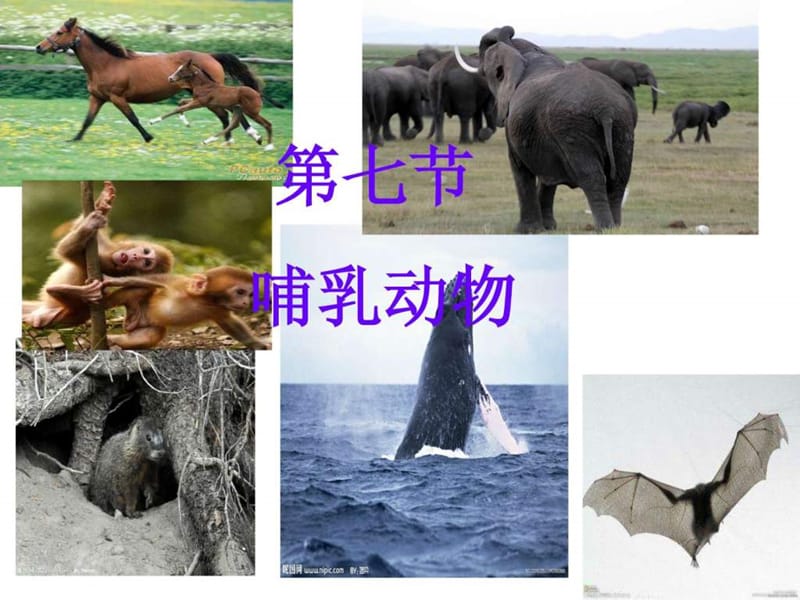 八年级生物上册第七课哺乳动物图文.ppt25.ppt_第1页