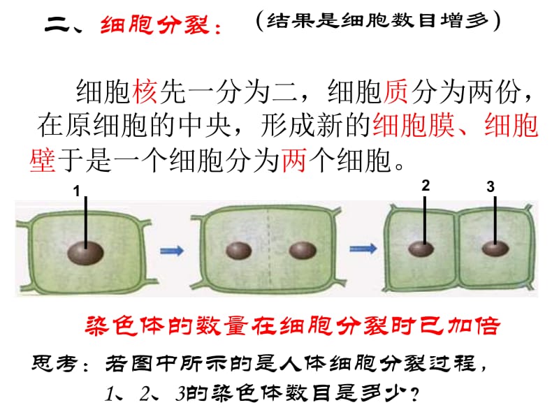 细胞通过分裂产生新细胞.ppt.ppt_第2页