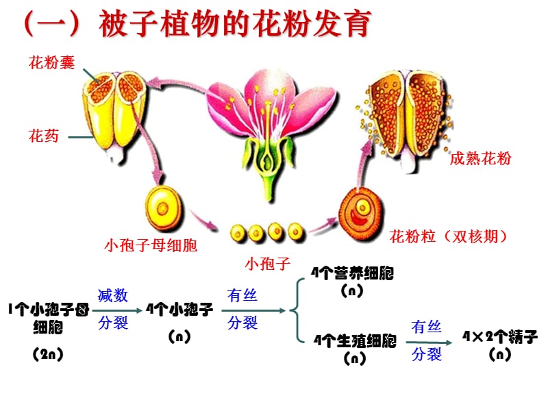 3.2《月季的花药培养》课件肖婷.ppt_第3页