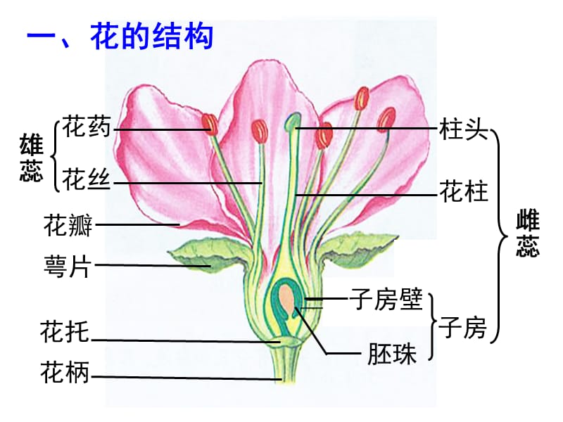 2018人教版生物七年级上册3.2.3《开花和结果》课件(共37张PPT).ppt_第3页