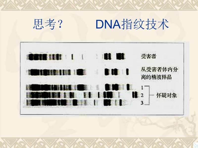 3.4《基因是有遗传效应的DNA片段》》课件高亨波.ppt_第2页