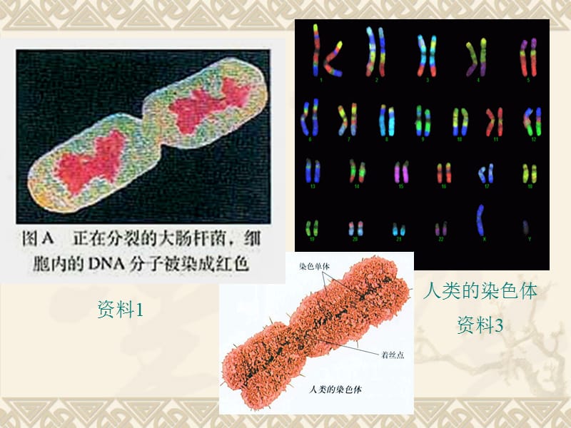 3.4《基因是有遗传效应的DNA片段》》课件高亨波.ppt_第3页