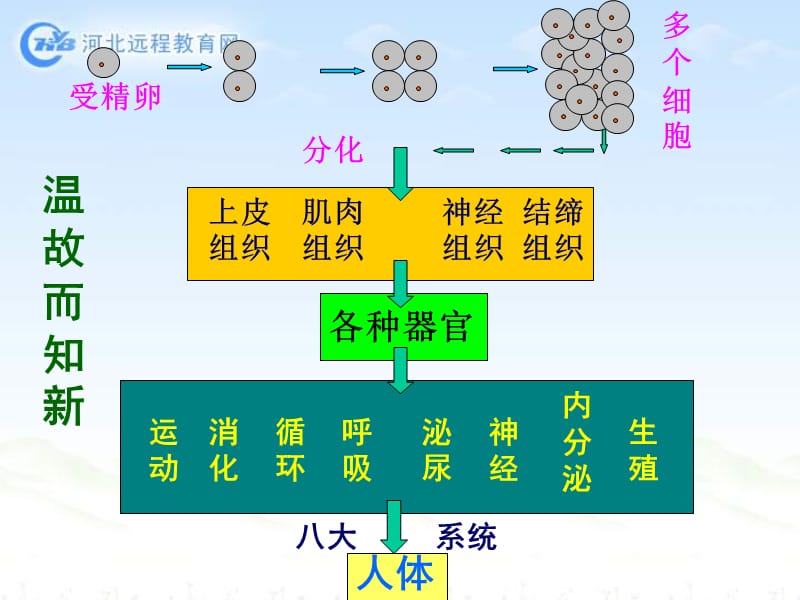 七年级生物植物体的结构层次3.ppt_第2页