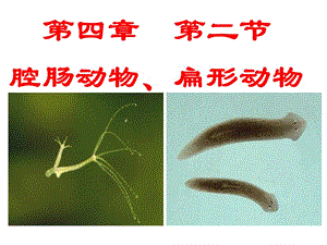 2腔肠动物、扁形动物.ppt