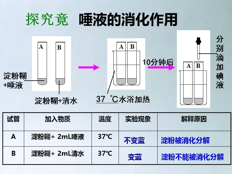 七年级下第一章第二节食物的消化.ppt_第3页