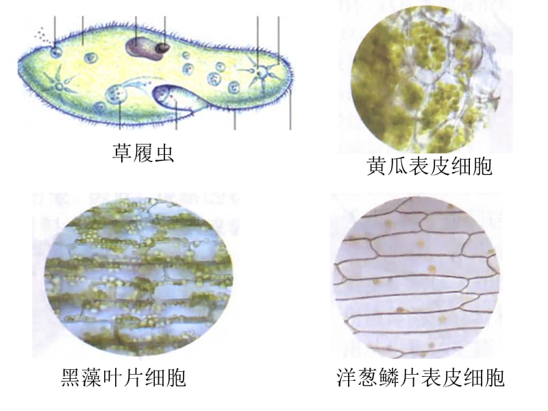 2018人教版生物七年级上册2.1.1《练习使用显微镜》课件(共65张PPT).ppt_第2页