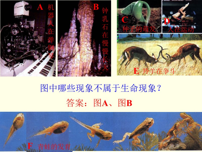 2“生物与环境的关系.ppt_第1页