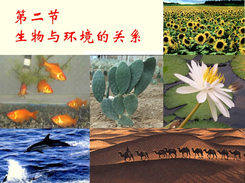 2“生物与环境的关系.ppt_第3页