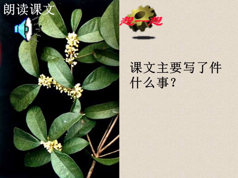 7《桂花雨》.ppt_第3页