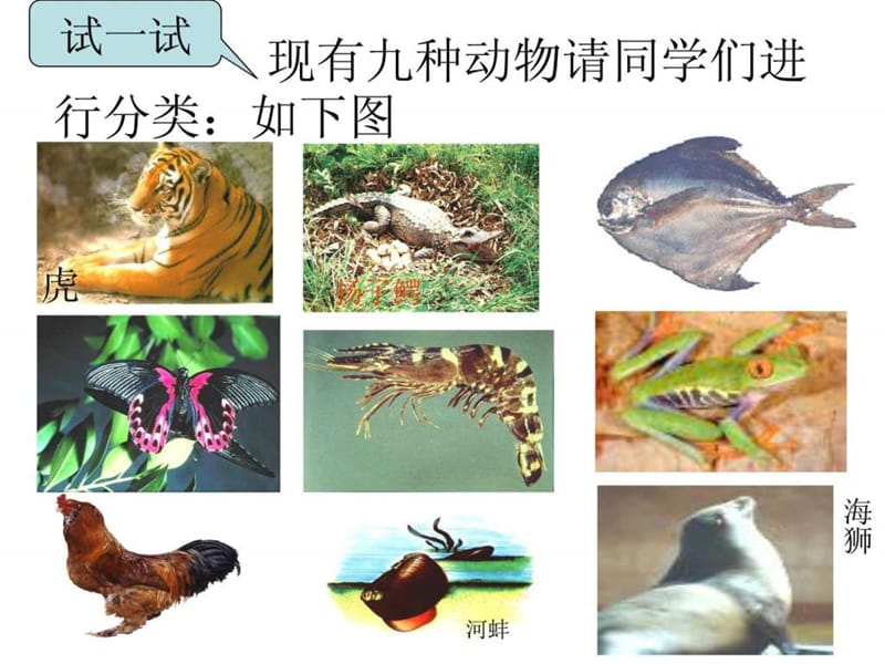 常见的动物3.ppt33.ppt_第2页