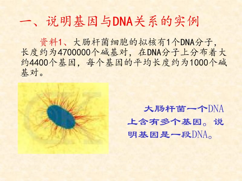 3.4《基因是有遗传效应的DNA片段》课件8张远芬.ppt_第1页