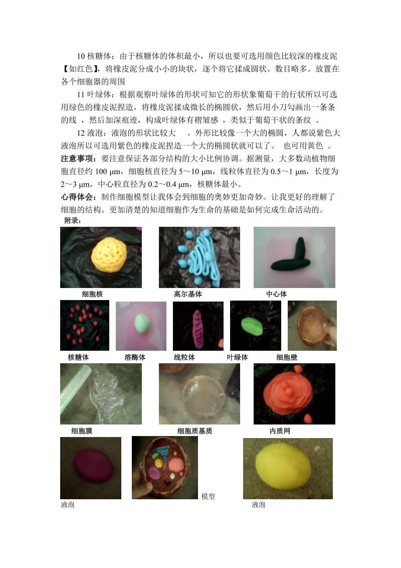 [建筑]真核生物的三维结构模型制作报告.doc_第2页