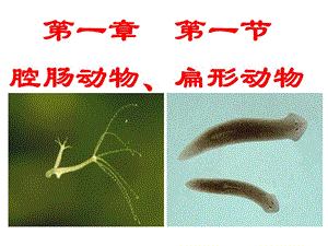 _第一节_腔肠动物和扁形动物课件.ppt