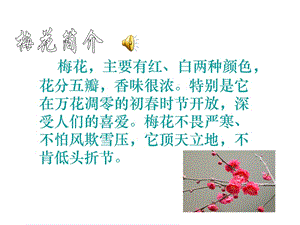 《梅花魂》ppt课件6 (3).ppt