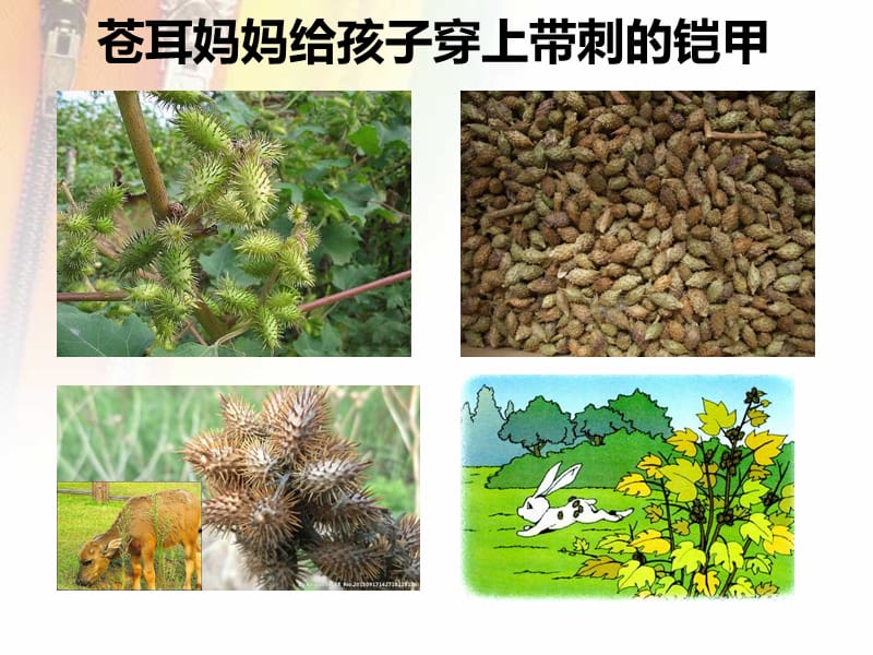 《植物妈妈有办法》 (2).ppt_第3页