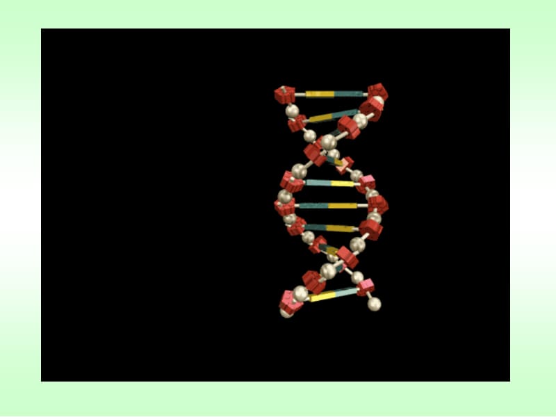 DNA的结构、复制.ppt_第3页