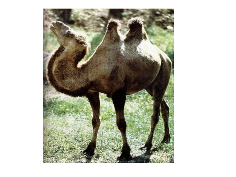 《三年级找骆驼》课件.ppt_第2页