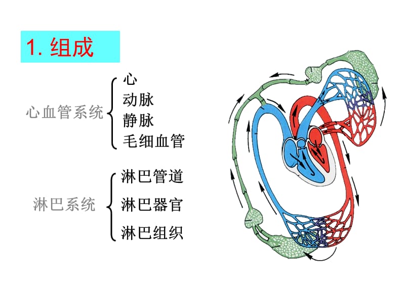 [临床医学]10-1脉管系统-循环总论-心.ppt_第2页