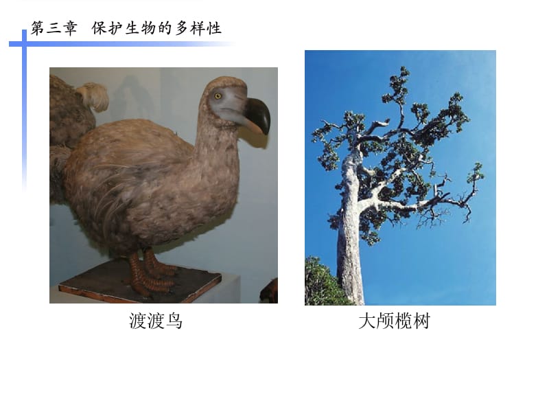 保护生物的多样性.ppt.ppt_第2页