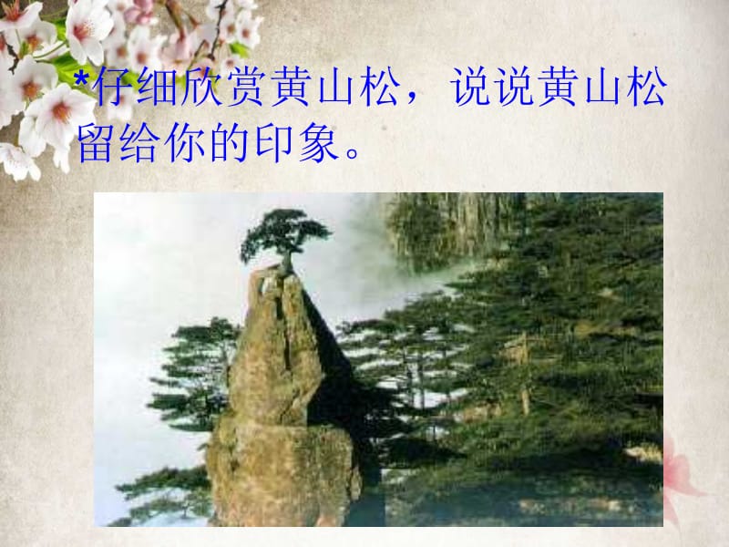 《黄山松》课件1 (2).ppt_第3页