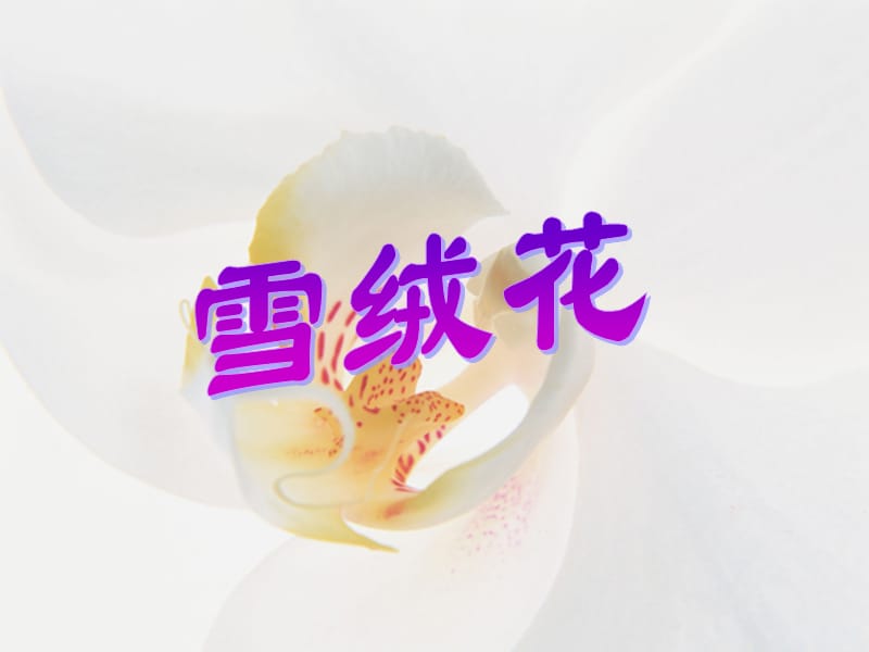 《雪绒花》课件.ppt_第1页