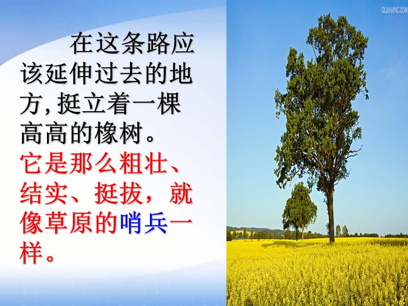 《路旁的橡树》公开课唐莉.ppt_第3页