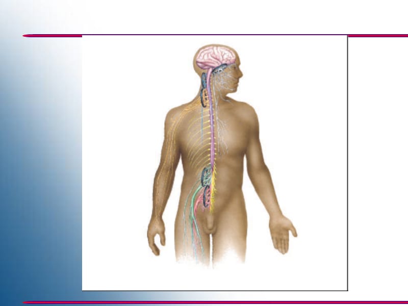 [临床医学]神经系统概要、脊髓和脑干.ppt_第1页